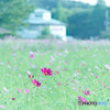 大宮花の丘農林公苑のコスモス