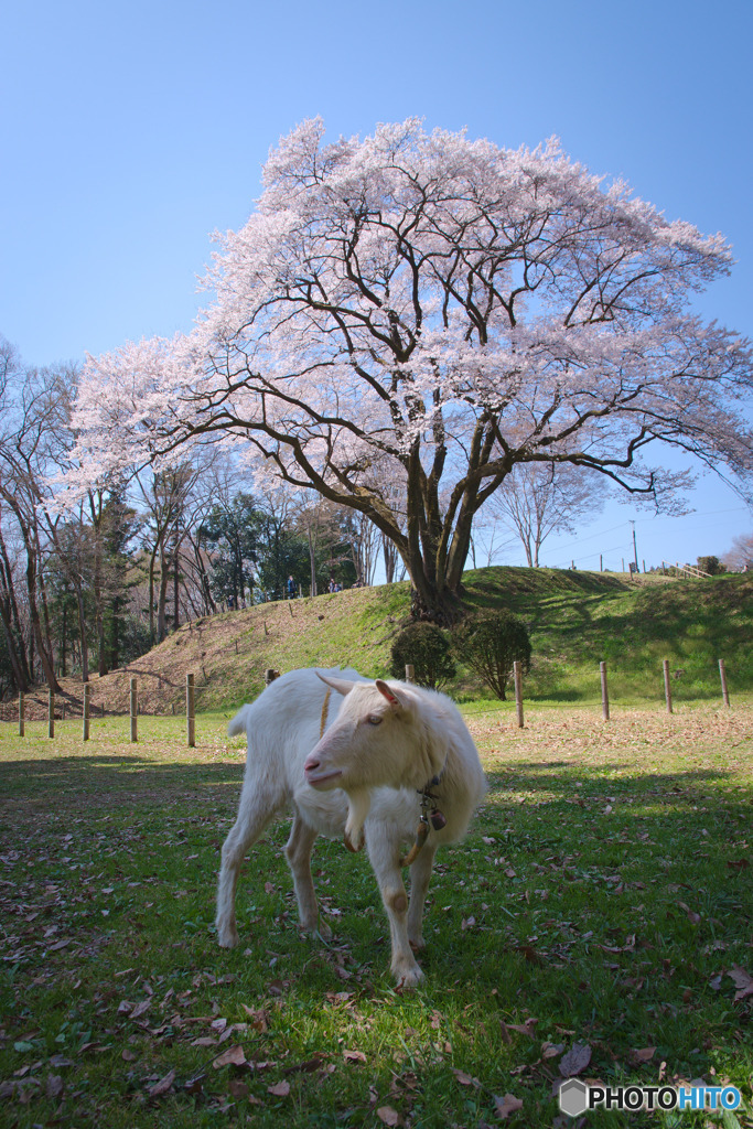 鉢形城公園