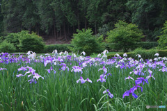 吹上しょうぶ公園