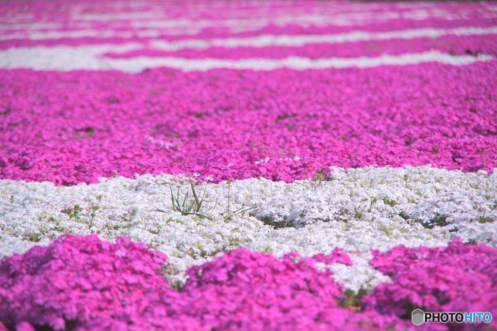 荒川桜堤緑地