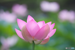 寿中央公園