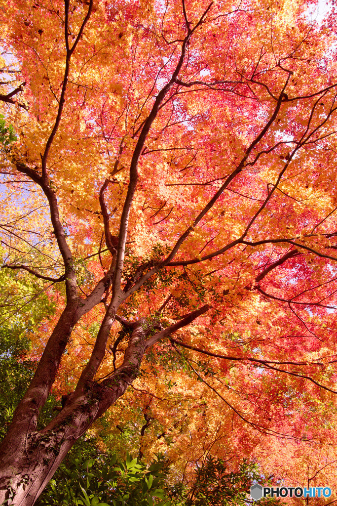 狭山公園の紅葉