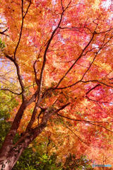 狭山公園の紅葉