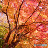 狭山公園の紅葉