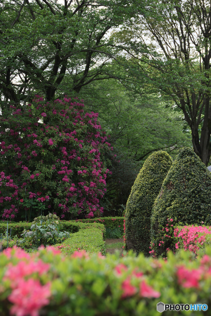 町田ぼたん園