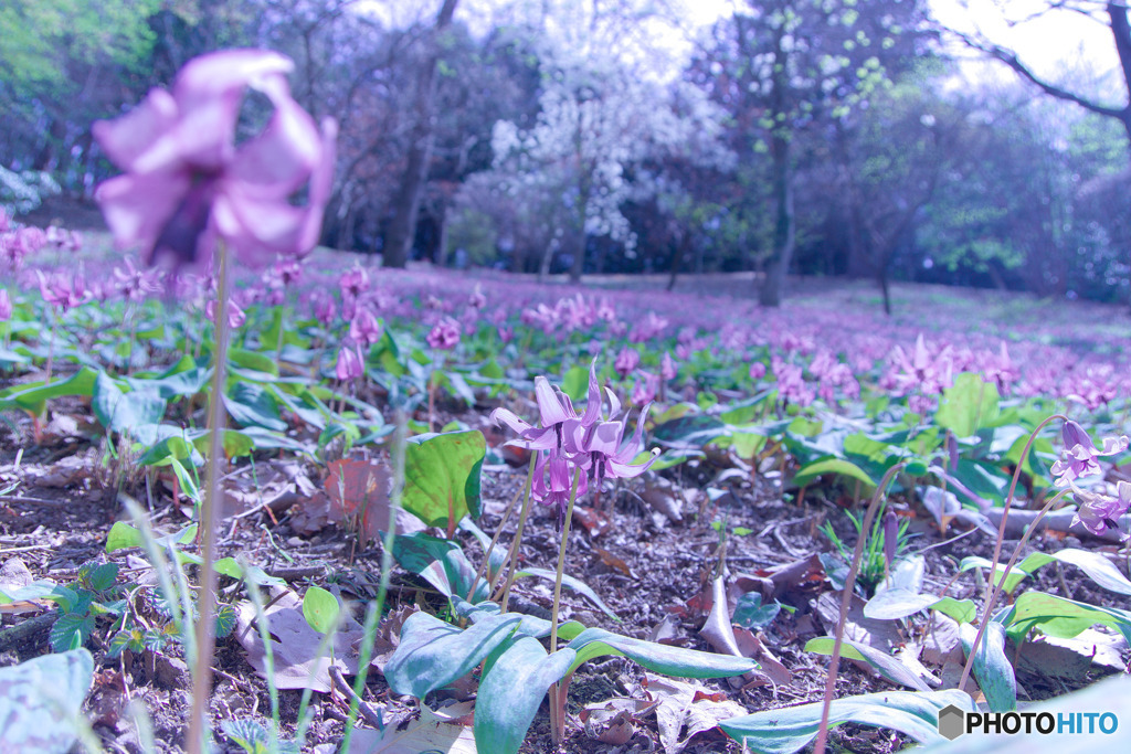 さやま花多来里の郷