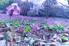 さやま花多来里の郷