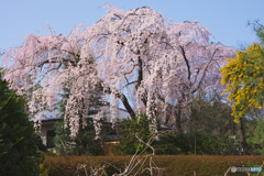 中院の桜