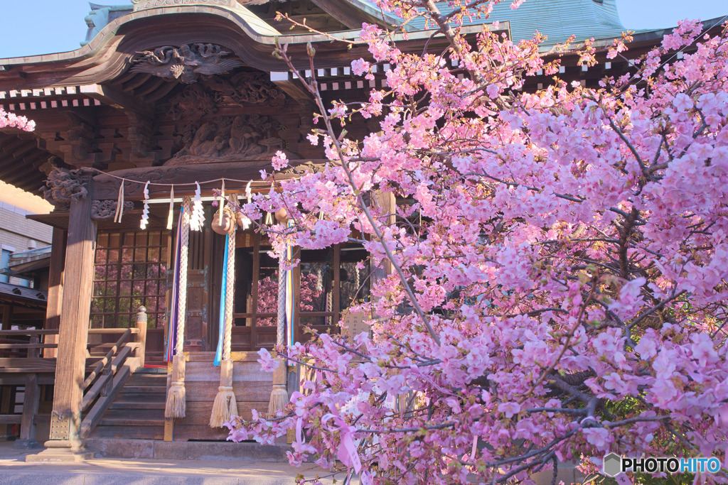 桜神宮