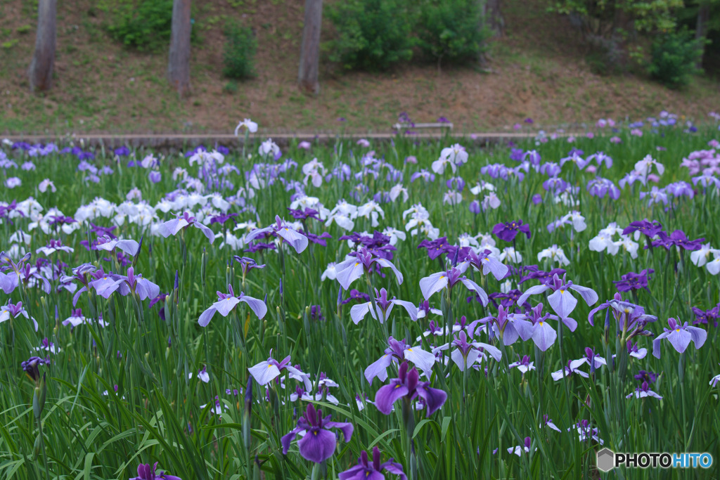 吹上しょうぶ公園