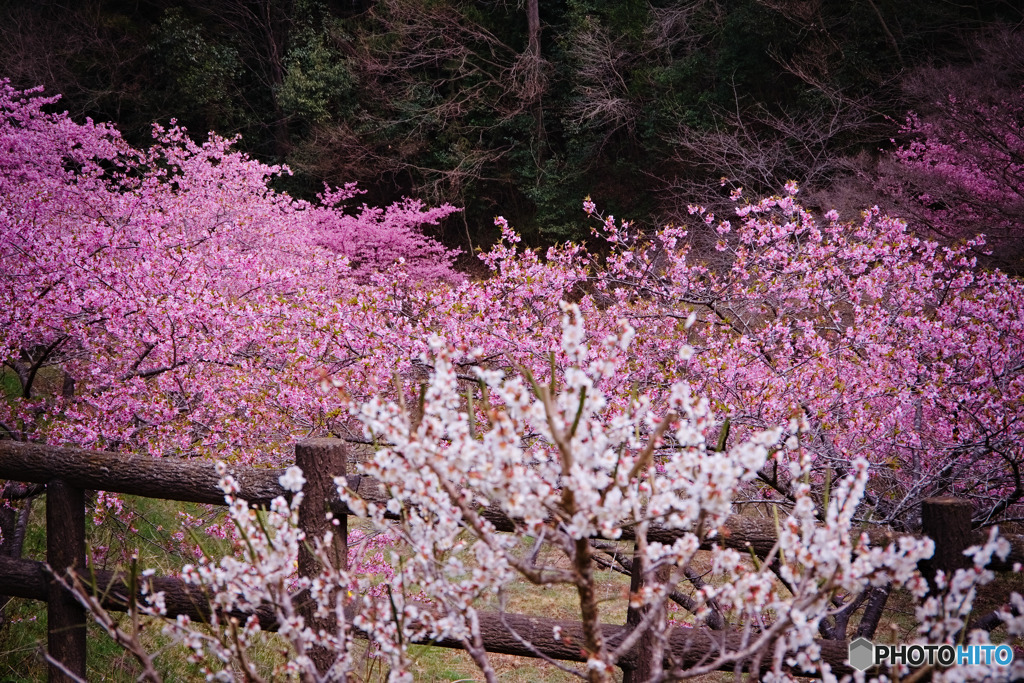 桃木農村公園の河津桜