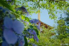 高幡不動尊のあじさい