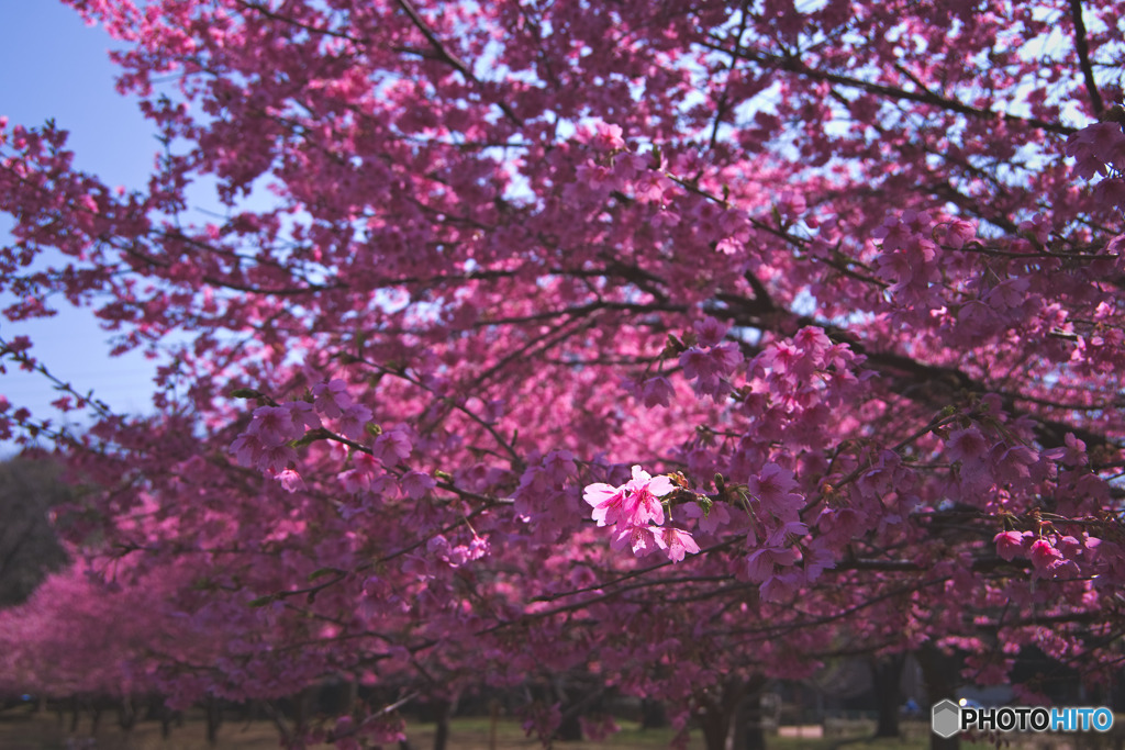 大泉さくら運動公園の河津桜