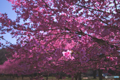 大泉さくら運動公園の河津桜