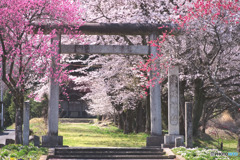 ときがわ町、八幡神社（花桃の里）