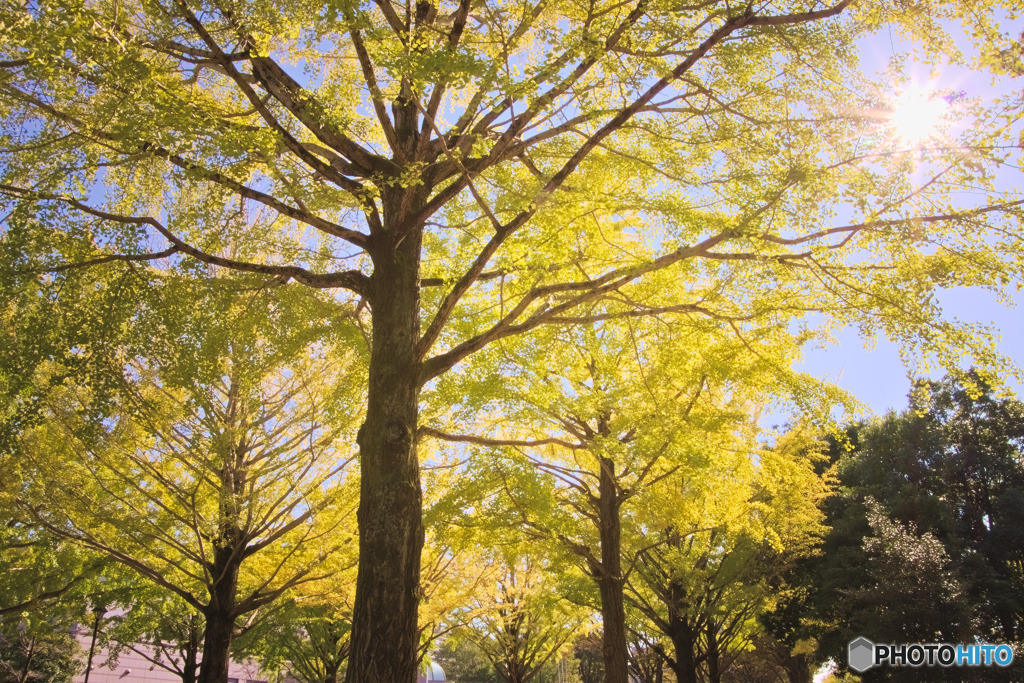 光が丘公園のひかり
