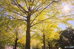 光が丘公園のひかり