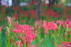 大木島自然公園
