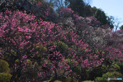 池上梅園