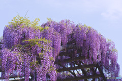 文化の杜公園