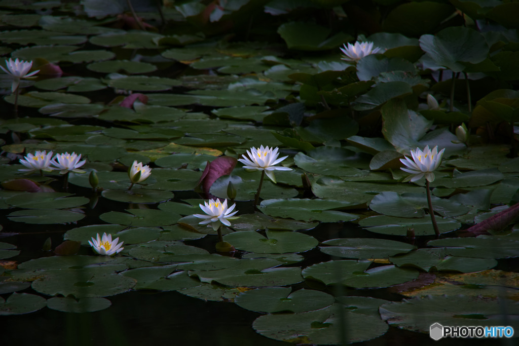 石神井公園の睡蓮