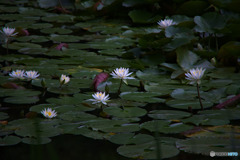 石神井公園の睡蓮
