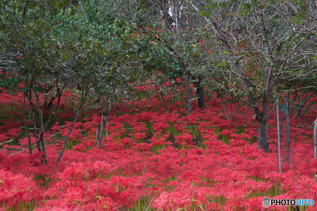 深山の花園