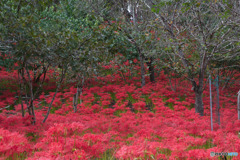 深山の花園
