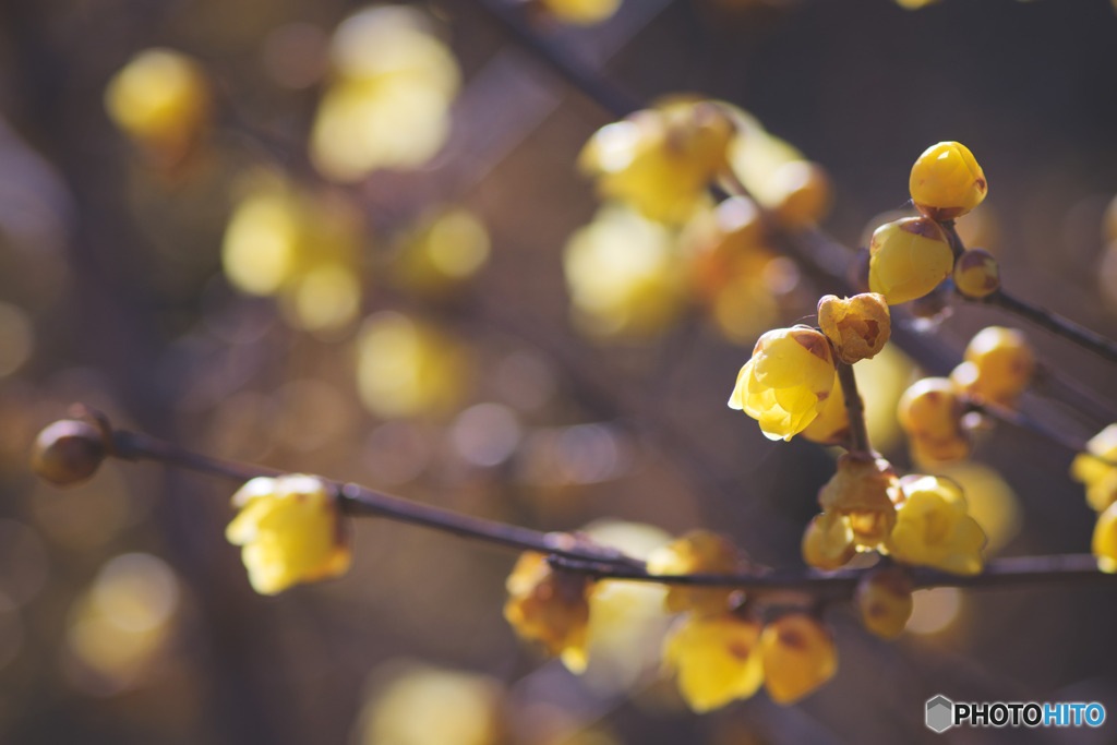 智光山公園のロウバイ