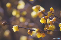 智光山公園のロウバイ