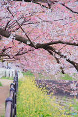 所沢市東川