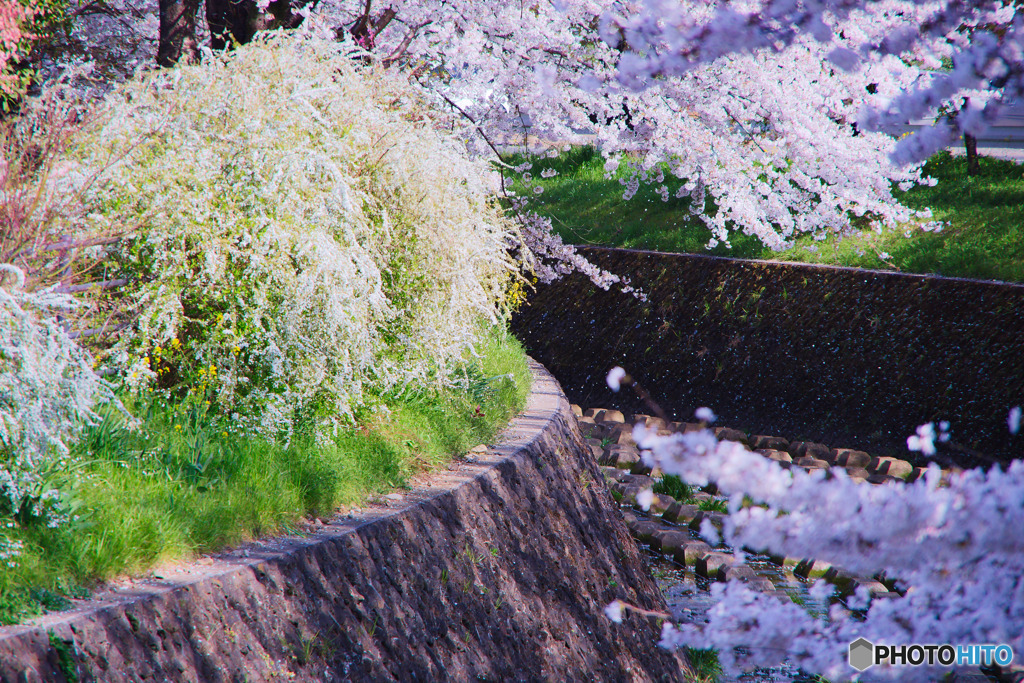 雪柳