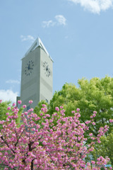 時計塔と八重桜
