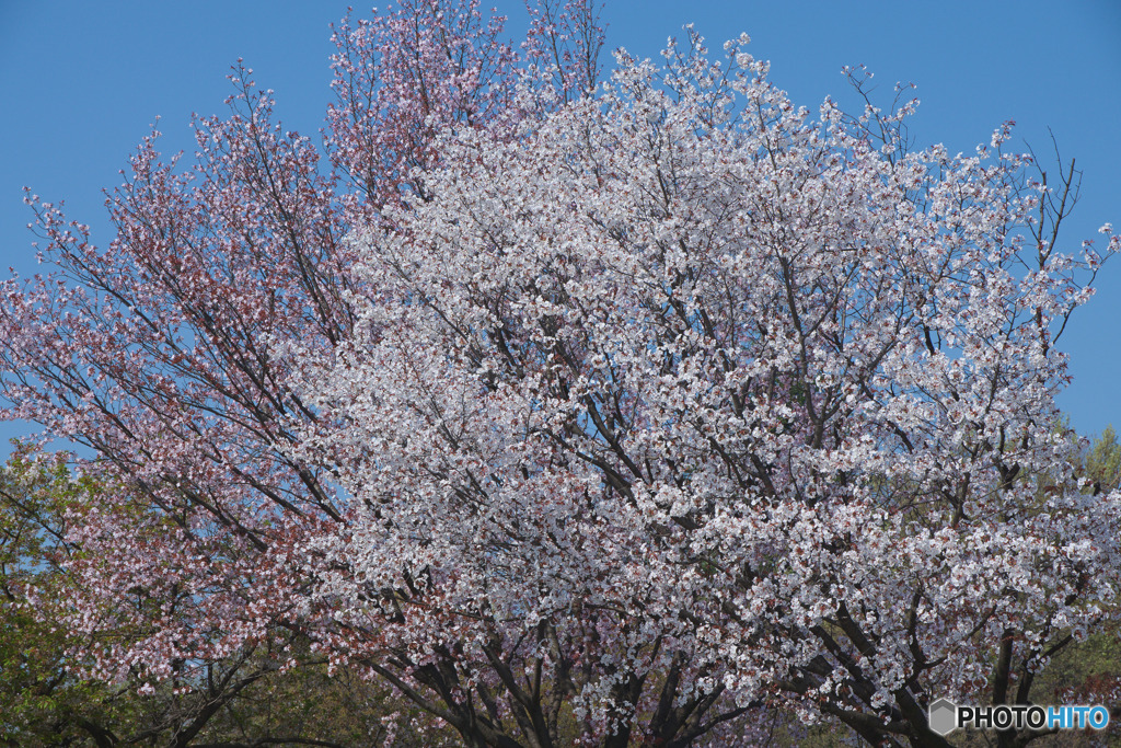 川越水上公園