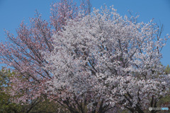 川越水上公園