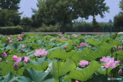 平成の森公園