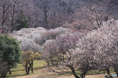 秩父ミューズパークの梅園