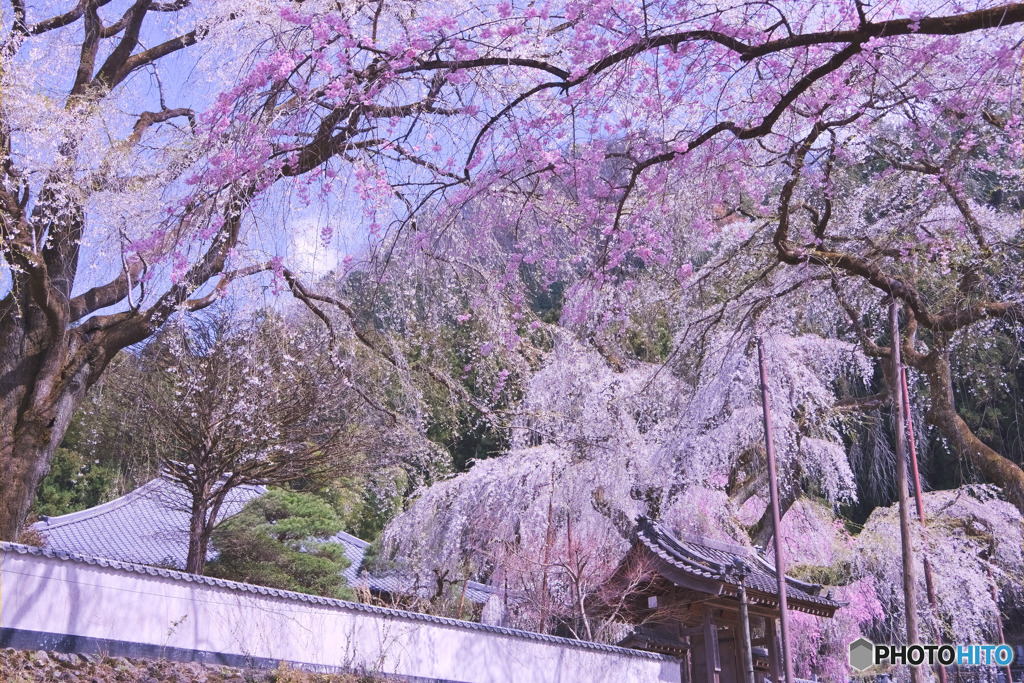 清雲寺の枝垂れ桜