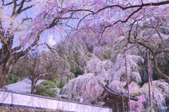 清雲寺の枝垂れ桜