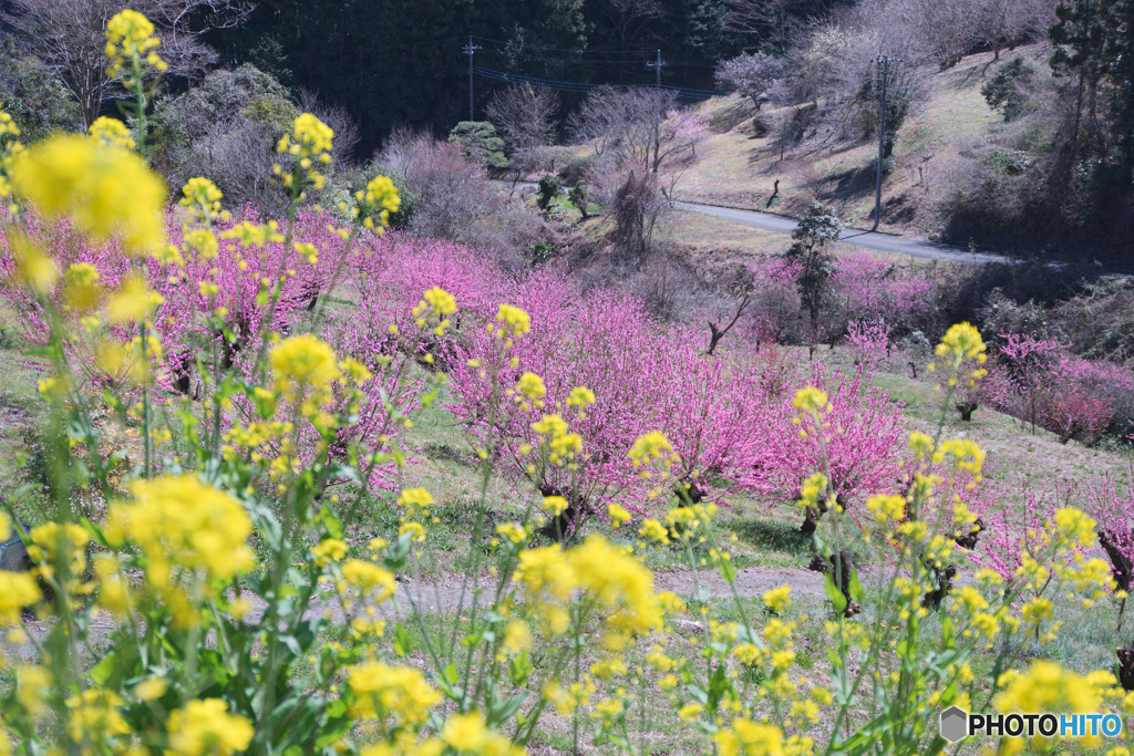 花桃の郷