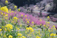 花桃の郷