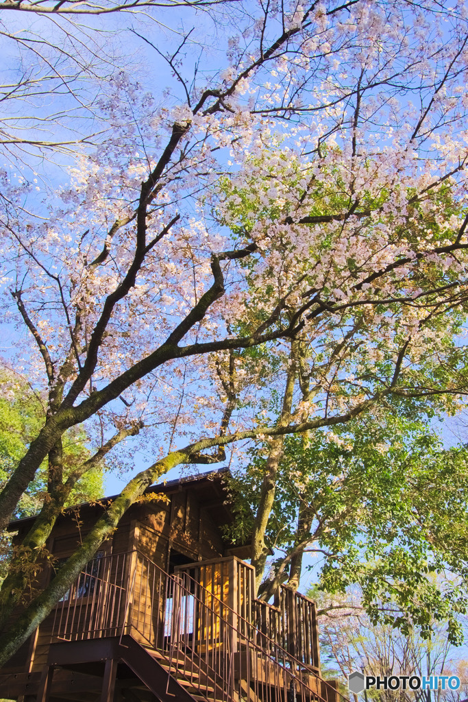 桜のツリーハウス