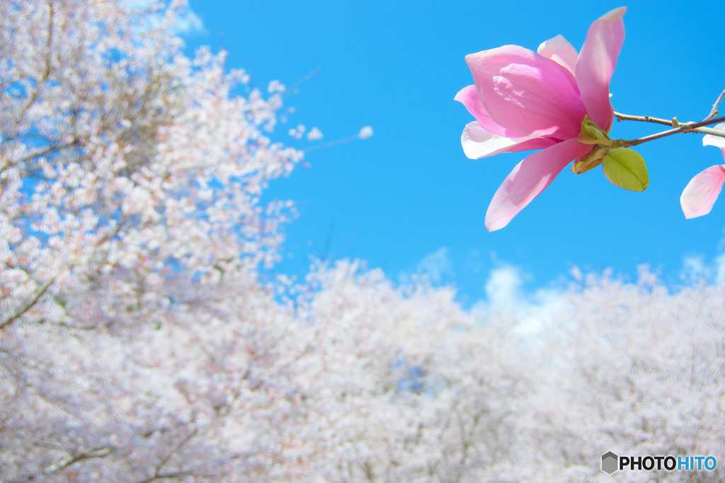 モクレンと桜