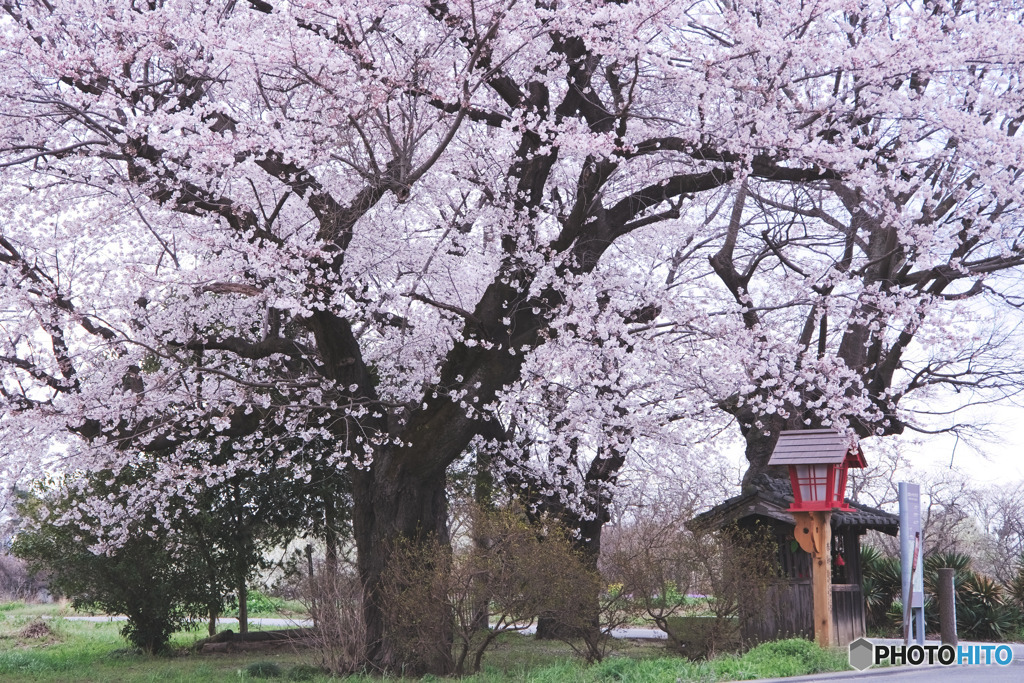 北本市、猿田彦太神