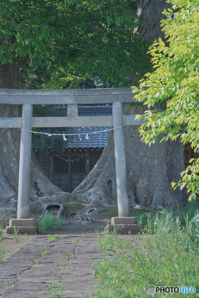 下小坂の大ケヤキ