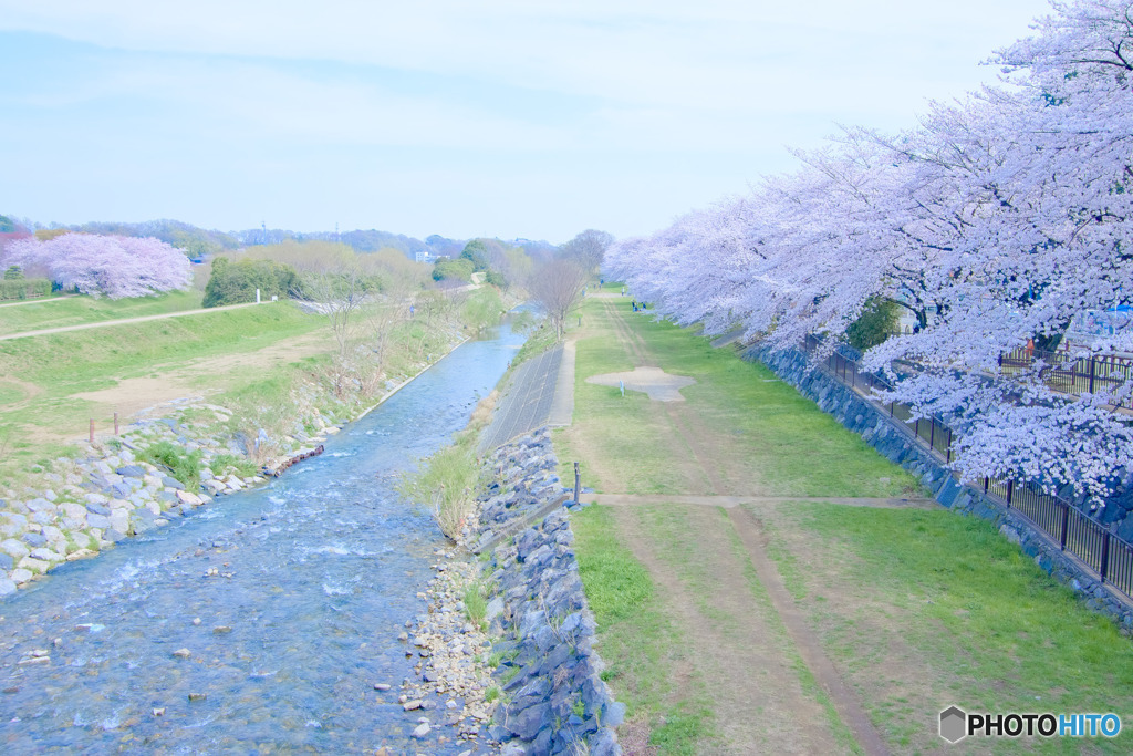 台田運動公園の桜