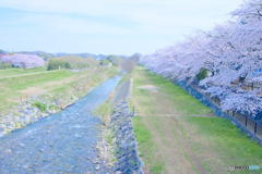 台田運動公園の桜