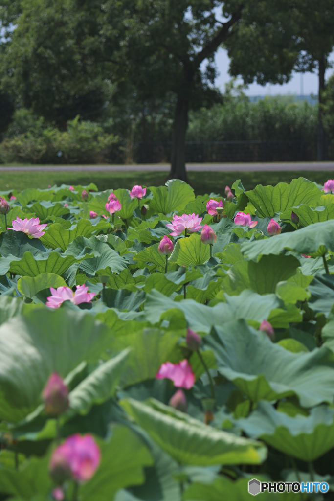 平成の森公園