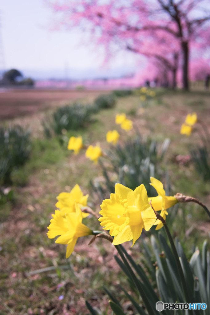 スイセンと桜並木