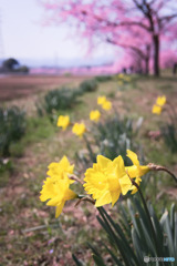 スイセンと桜並木